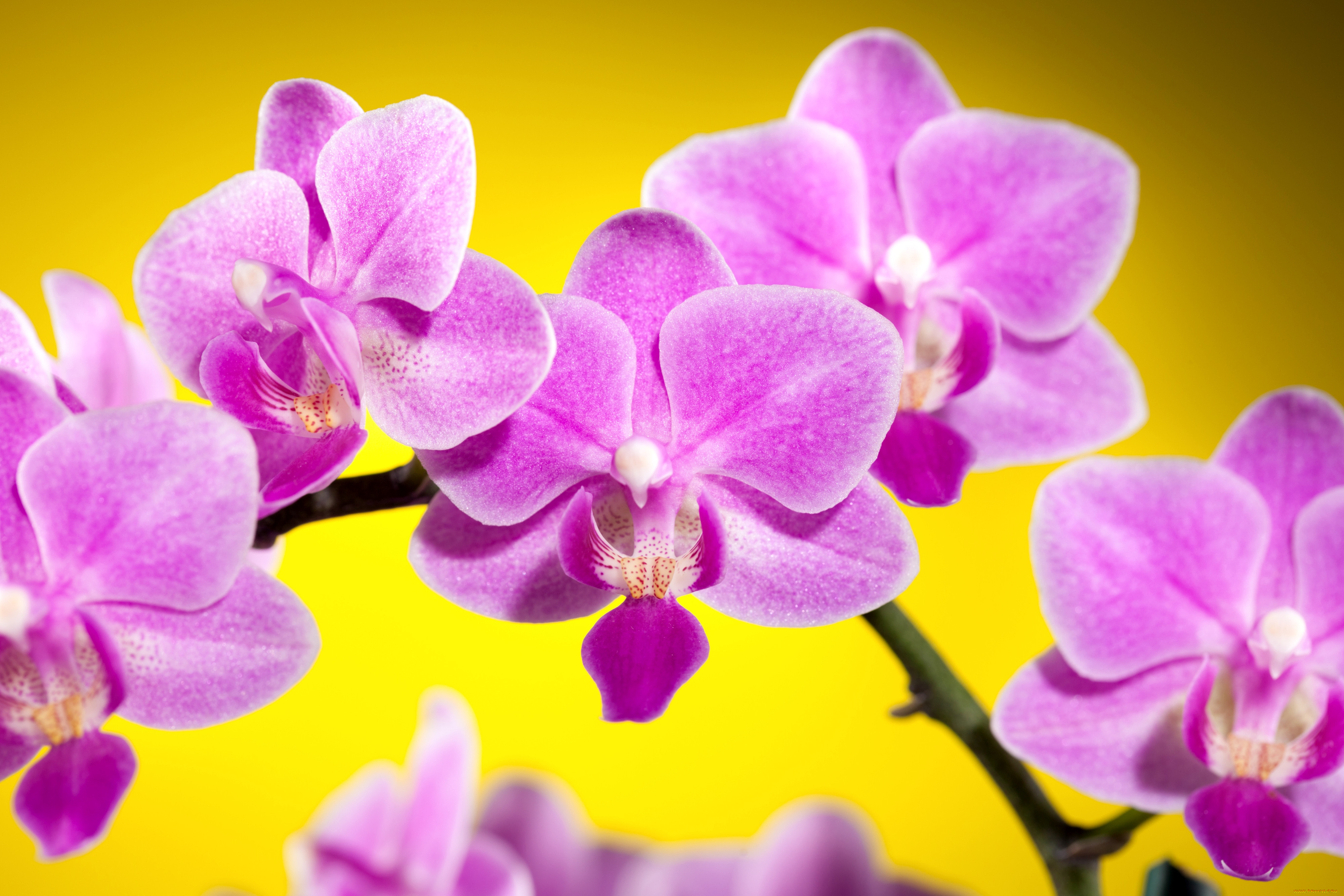 Орхидеи желто розовые. Фаленопсис сиреневый. Орхидея oriental. Сиреневая Орхидея. Орхидея фиолетовая.